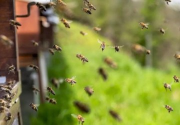 SES alerta para aumento de ataques de abelhas em MS e reforça medidas de prevenção