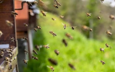 SES alerta para aumento de ataques de abelhas em MS e reforça medidas de prevenção